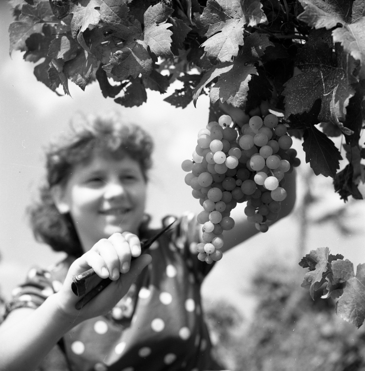 A woman during grape harvesting